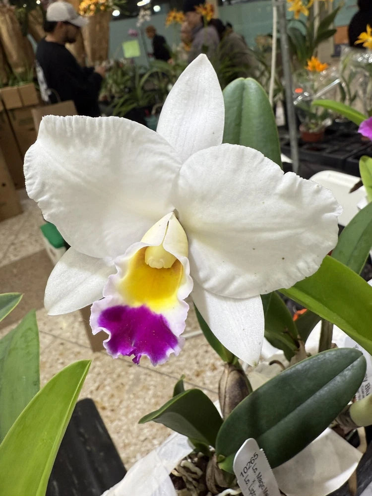 White orchid bloom with yellow center and purple throat, green leaves