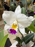 Beautiful LC. - Laeliocattleya Magic Melody x Laeliocattleya Liptonii'Snowflake Orchids
