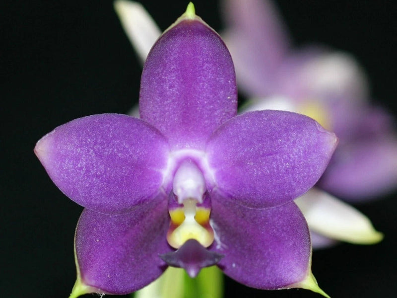 Purple Phalaenopsis orchid flower with five petals and yellow center