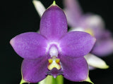 Phal. Violacea Coerulea 'Indigo', The Violet Phalaenopsis, Rare Blue Flower Orchids