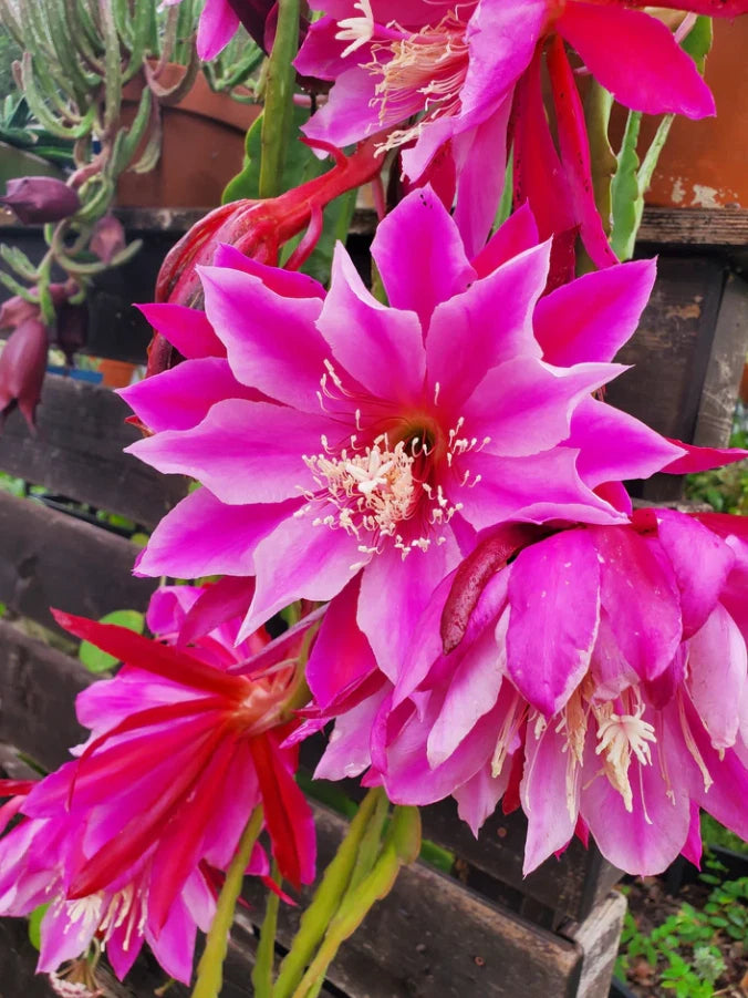 Epiphyllum orchid cactus cutting with vivid pink and magenta star-shaped flowers