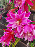 2 Live Purple Pink Epiphyllum Orchid Cactus Ð 10-12