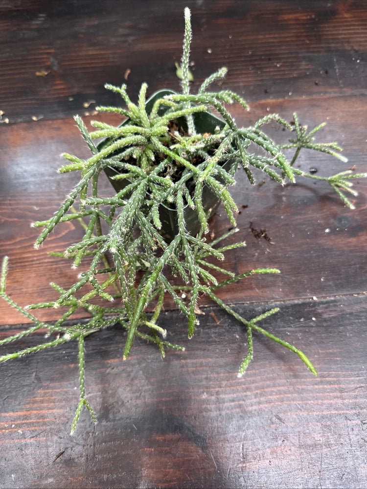 Rhipsalis pilocarpa exact plant with spiky green trailing stems