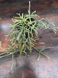 Rhipsalis Pilocarpa - Exact Plant - Shipping Guarantee Orchids