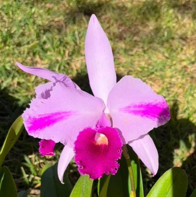White and magenta orchid bloom with purple labellum, narrow petals, and green leaves