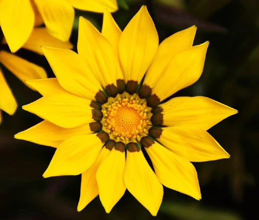 GAZANIA GARDEN LEADER YELLOW Gazania Rigens - 100 Bulk Seeds Garden Plants