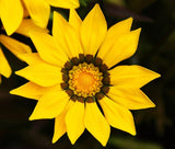 GAZANIA GARDEN LEADER YELLOW Gazania Rigens - 100 Bulk Seeds Garden Plants