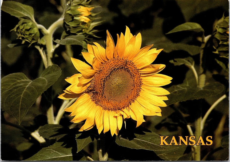 Kansas Official State Flower Vintage Postcard The Sunflower State Unposted Sunflower