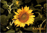 Kansas Official State Flower Vintage Postcard The Sunflower State Unposted Sunflower