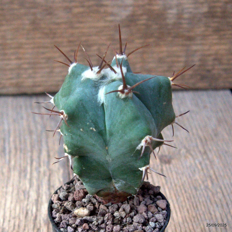 D6632 ECHINOCACTUS PLATYACANTHUS pot5,5-H7-W6 cm MaMa Cactus Green Plant