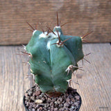 D6632 ECHINOCACTUS PLATYACANTHUS pot5,5-H7-W6 cm MaMa Cactus Green Plant