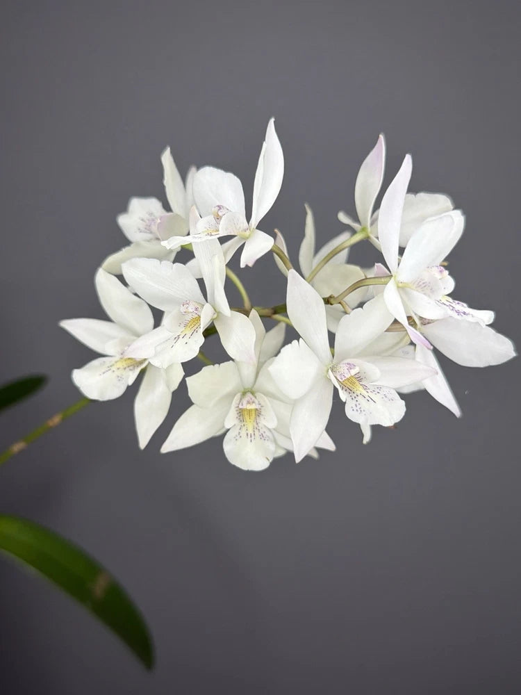 White Cattleya orchid with star-shaped blooms and yellow centers