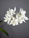 2026 Cattleya - (Epc. Kyoguchi x Dialc. Snowflake) #2 - 11416 Orchids