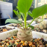 1.3-1.5cm 1Piece Live Tuber Euphorbia Globulicaulis Cactis Garden Rare Planting Garden Plants