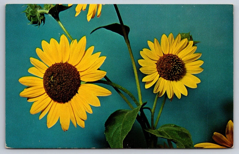 Unposted vintage postcard with two yellow sunflower illustrations