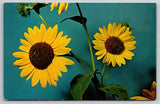 Postcard Kansas Sunflower State Flower Vintage USA Unposted Sunflower