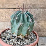 D5831 FEROCACTUS CALIFORNICUS pot22-H17-W14 cm MaMa Cactus Green Plant