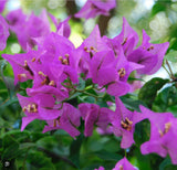 Mix of Bougainvillea ÑPurple, Crimson and Afterglow Pink Orange Ñ   6"  Cuttings Flowering Plants