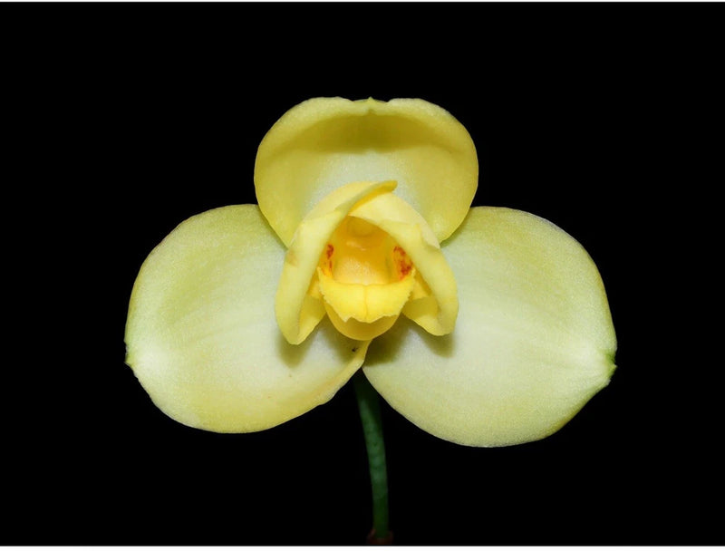 Yellow orchid flower with three pale petals and a light orange center