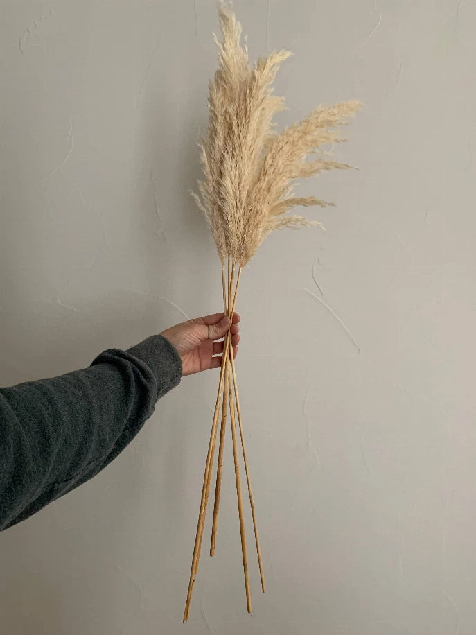 Pampas Grass, Dried Floral DŽcor - White  30" Pampas Grass