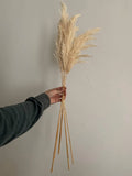 Pampas Grass, Dried Floral DŽcor - White  30" Pampas Grass