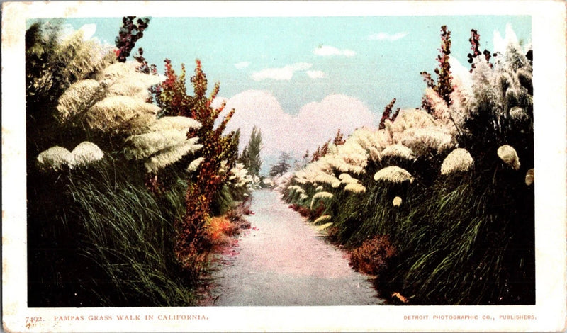 PAMPAS GRASS WALK IN CALIFORNIA Vintage Postcard JY4 Pampas Grass