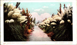 PAMPAS GRASS WALK IN CALIFORNIA Vintage Postcard JY4 Pampas Grass