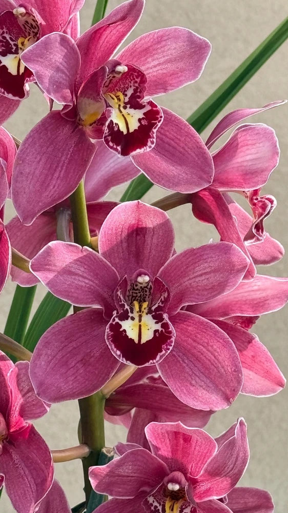 Pink cymbidium orchid flowers with ruffled petals and dark maroon centers
