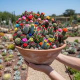 500 Mixed Color Cactus Seeds Ð Unique and Easy to Grow Desert Plants Garden Plants
