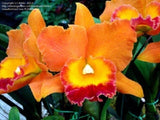 (176-8)Pot.Hawaiian Thrill 'Paradise'   young plant Orchids