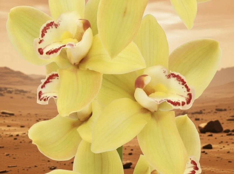Light yellow cymbidium orchid flowers with red-speckled centers