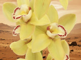 Cymbidium California 'Sun Acres' ~ 1 Gallon Pot Orchids