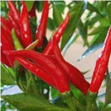 25 + seeds Thai Dragon hot pepper garden planting spicy food Garden Plants