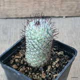 D6394 MAMMILLARIA PEREZDELAROSAE pot7-H6-W3,5 cm MaMa Cactus Green Plant