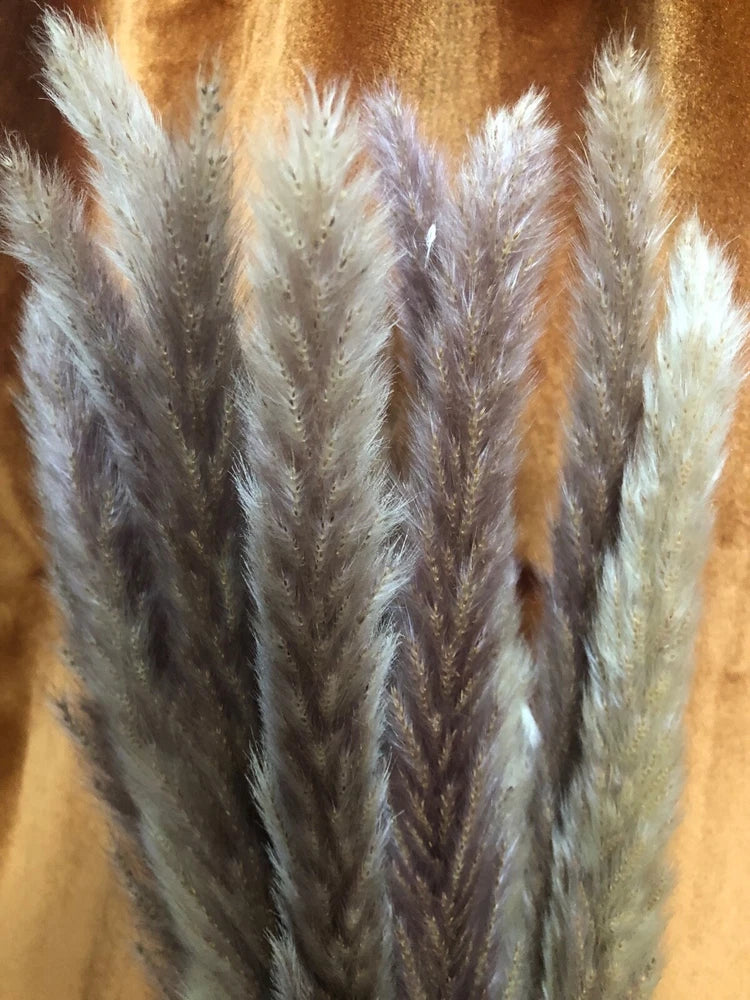 Dozen Pampas Grass stems - 17 Inch Small Pampas with Brown/Purple tones Pampas Grass