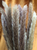 Dozen Pampas Grass stems - 17 Inch Small Pampas with Brown/Purple tones Pampas Grass