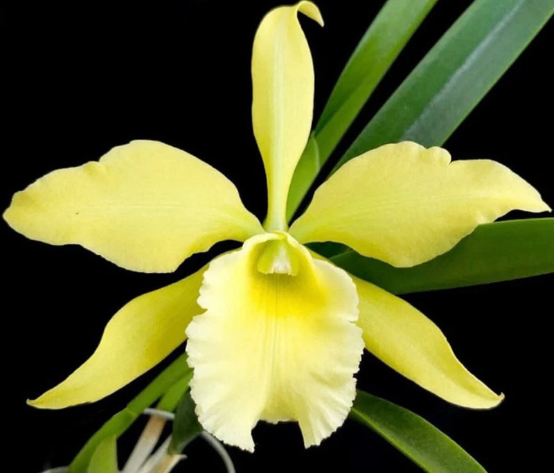 Yellow orchid with white ruffled lip and long green leaves