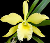 Rby. Everything Nice 'Showtime' HCC/AOS Fragrant perinii hybrid Orchids