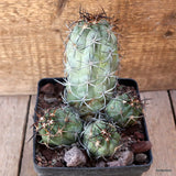 D4761 COPIAPOA COQUIMBANA pot12-H13-W12 cm MaMa Cactus Green Plant