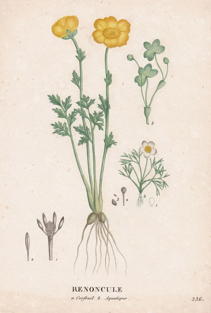 Renoncule Ranunculus flower Botanic copperplate engraving Saint-Hilaire Ranunculus