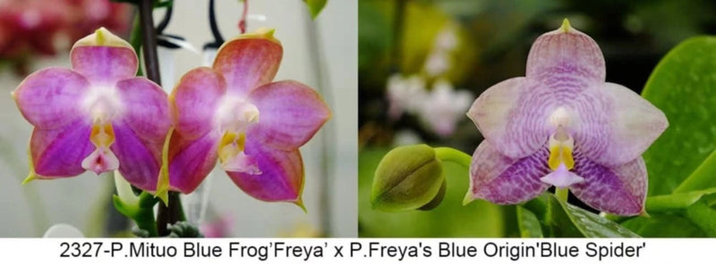 Purple and pink orchid flowers with speckled petals and yellow centers