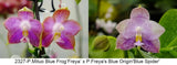 P. Mituo Blue Frog 'Freya' x P. Freya's Blue Origin 'Blue Spider' Orchids