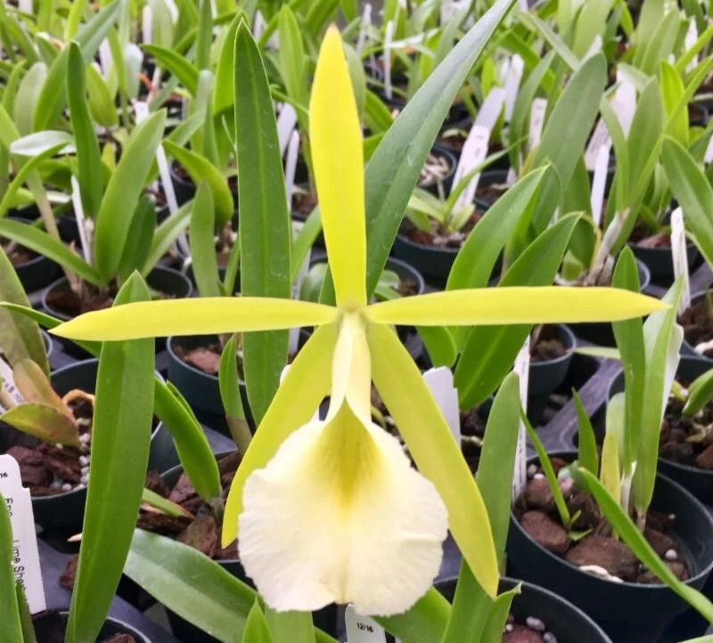 (659-1) Pcv.Key Lime Stars (Karen x 1010-1)     FS Orchids