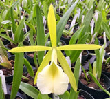 (659-1) Pcv.Key Lime Stars (Karen x 1010-1)     FS Orchids