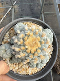 OLD Multi-head LW Cactus Beautiful Garden Succulent (RadishRoot) 7-9cm Garden Plants