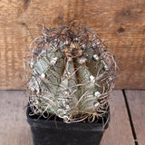 D4897 ASTROPHYTUM CAPRICORNE NIVEUM pot10-H11-W10 cm  MaMa Cactus Green Plant