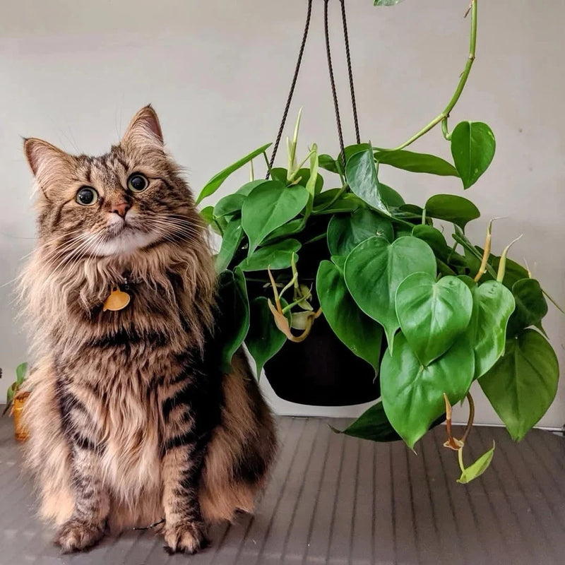 Hanging pothos live plant with glossy green leaves in a black pot