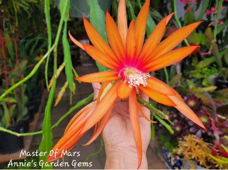 Orange cactus-orchid bloom with long petals in a small pot