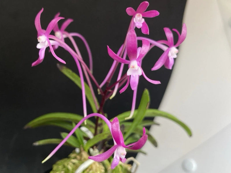 Neofinetia falcata(japaneseorchid)dark red flower/in bud/KOUYOU __ Orchids