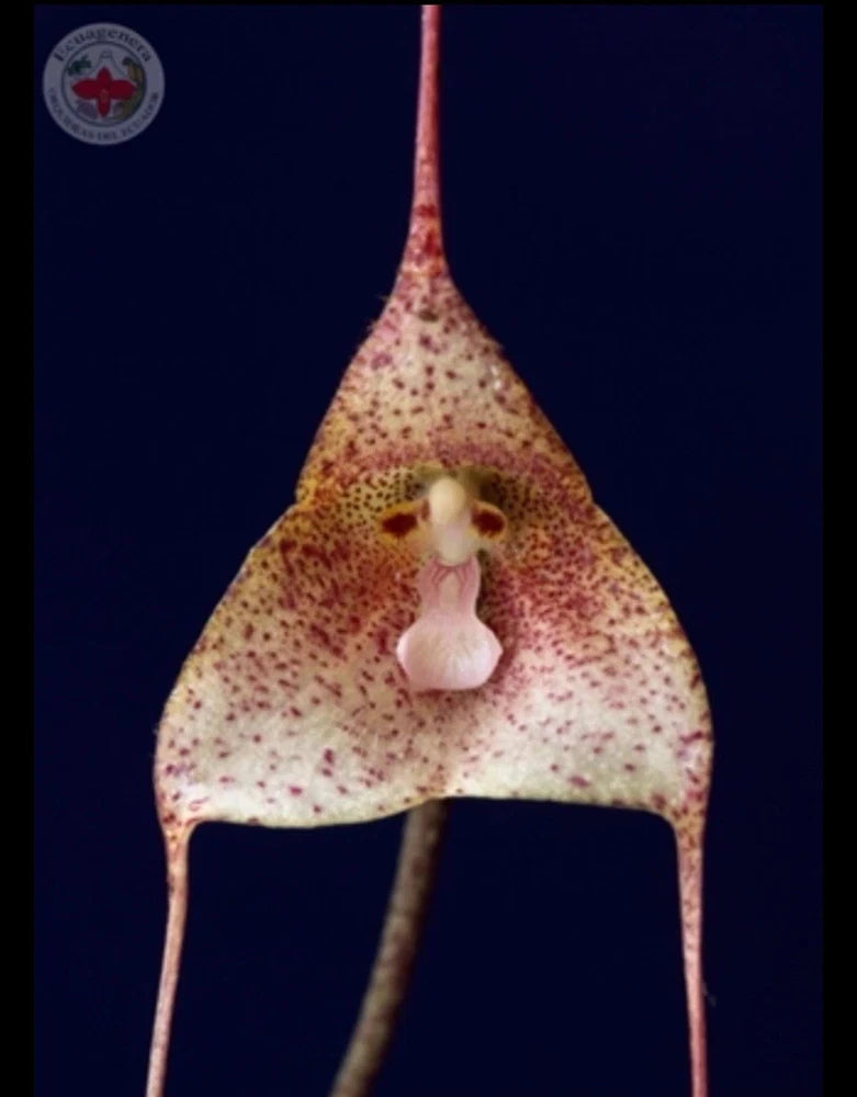 Orchid flower in bloom with speckled petals and pale pink pouch center